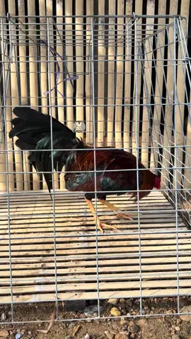 Ayam kampung dri philipin 🇵🇭🇵🇭