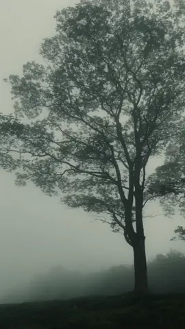 Lonely 🥺🤍 #travel #travelvideo #traveltiktok #travelvibe #for #fyp #fory #fog #mist #trees #billieeilish #welcomehome #lovely #visitsrilanka #traveling #foryou 