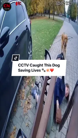 CCTV Caught This Dog Saving Lives 🐾💥❤️ #dog #dogsoftiktok #dogs #protect #wildlifestories 