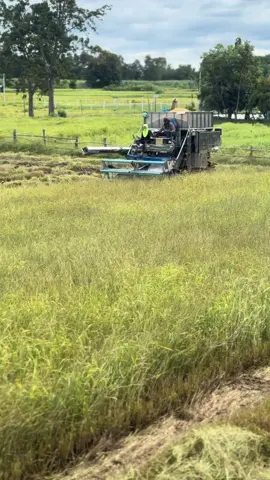 #ลูกชาวนา🌾 #ข้าวนาปีสุรินทร์ 