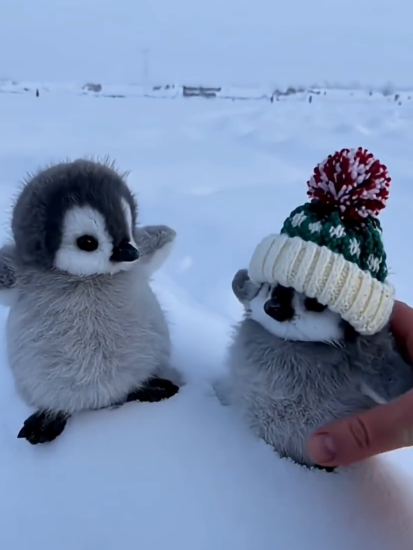 Cutie pie penguin eating fish, walking around, wearing a cap . #cuteanimals #petting #foryoupage #fluffy #Love 