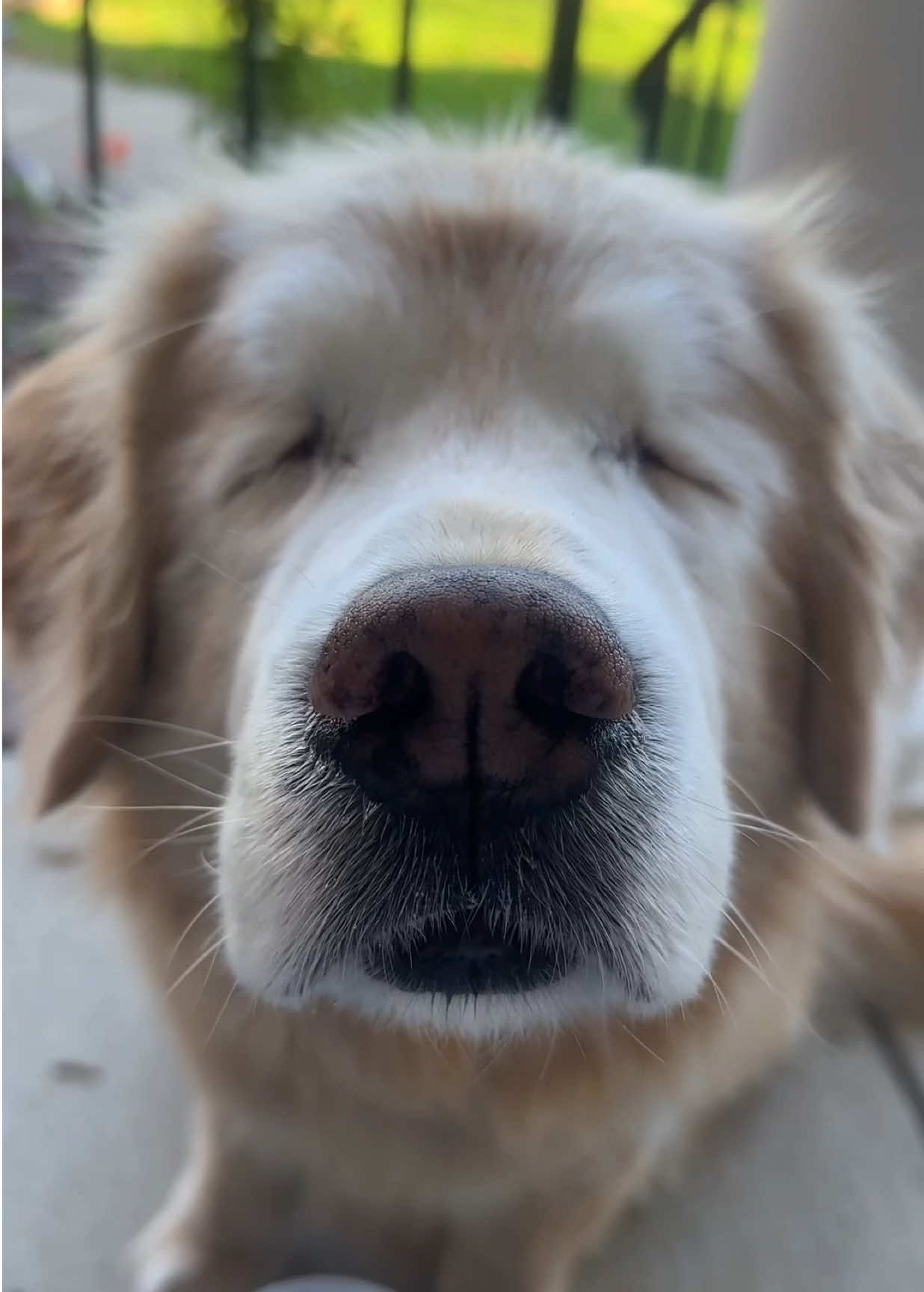 A cronch a day keeps the doctor away or however the saying goes 🫛 #goldenretriever #blinddog #dogsoftiktok #blinddogsoftiktok #crunch 