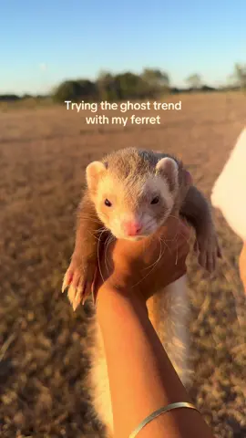 Throwback to when we did the ghost trend last year 👻✨ #ferret #ferretvideos #ferrettok #huron #petferret 