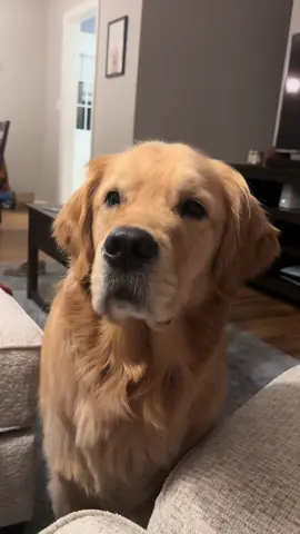 This is how Maverick politely gets my attention #goldenretriever