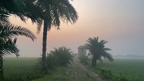 শীতের সকালের প্রকৃতি যে কতটা সুন্দর 🌿🌸 #natural #fyp #foryoupage #vi 