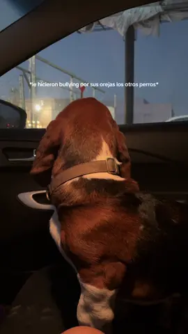 Tuvo un día pesado hoy, cuando lo recogí solo quería que lo abrazara. #fyp #dogcare #bullying #bassethound 