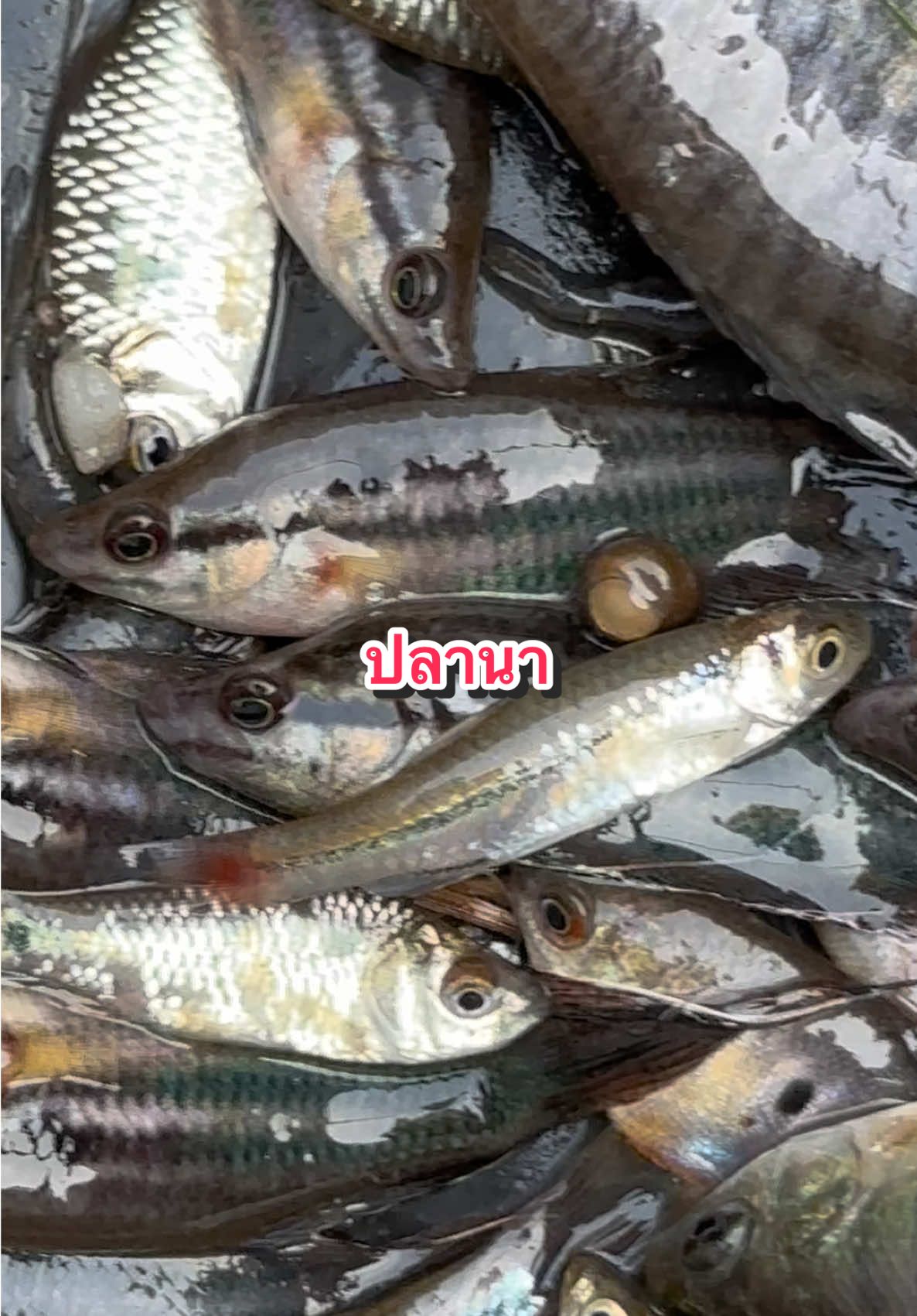 วิถีชีวิต“ปลานา”#นาต้นหว้า #บ้านนอกในภู #ปลา  @Pu Ozone 