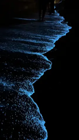 Al Bustan beach #bioluminescence #oman 
