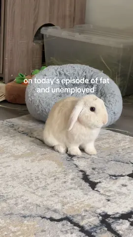 #bunnytok #bunny #hollandlop 