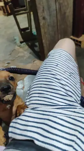 me ajuda a chegar em 500  inscrito no YouTube wênio lino ⁉️ esse e meu nome lá  pra mim ajudar arrumar minha case e ter um lugar bom pra minha cachorrinha 😭🙏