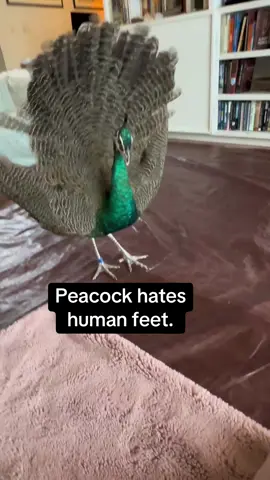 And if you're wearing flip flops..... He REALLY hates that. 🤷‍♀️🦚❤️ - - #Peacock #AnimalComedy #crazybird #feet #bird #PetLife #AnimalsOftiktok #cutepets #FunnyAnimals #ViralPets 