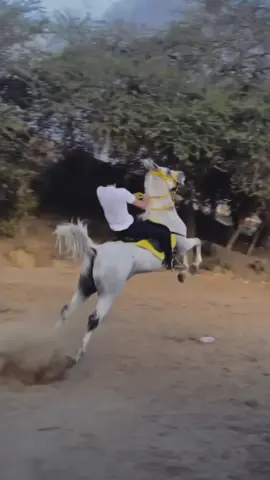 #سهم_طيبه#خيل #حصان #عسير #ماشاءاللّٰه_سبحان_اللّٰه_💖 