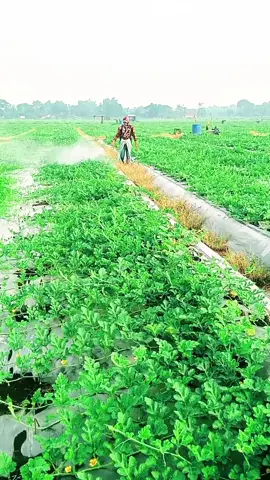 full semprat semprot jiiiiii @pan zahwa #CapCut#petanimuda#petanisemangka🍉🍉#petaniindonesia🇮🇩🇮🇩🇮🇩🌿🌿 