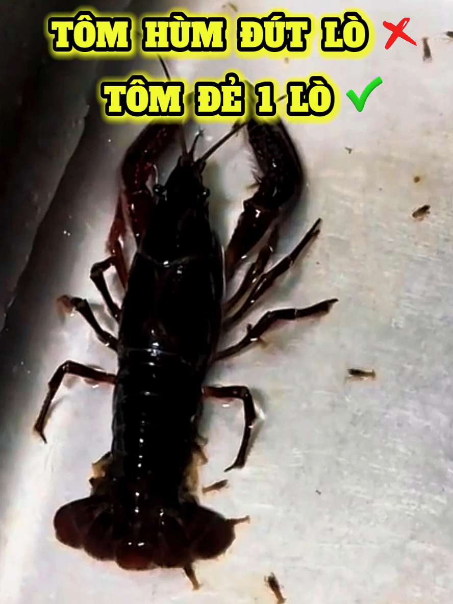Tui Nên Làm Gì Với Món Tôm Hùm Này? #food #tomhum #đẻ #tomhumsinhcon 