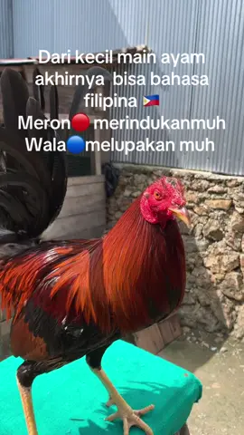 🥶😂😂😂😂🐔🇵🇭#fyppppppppppppppppppppppp #gfwittornado #gfwittornado #ayampelipin🇵🇭 