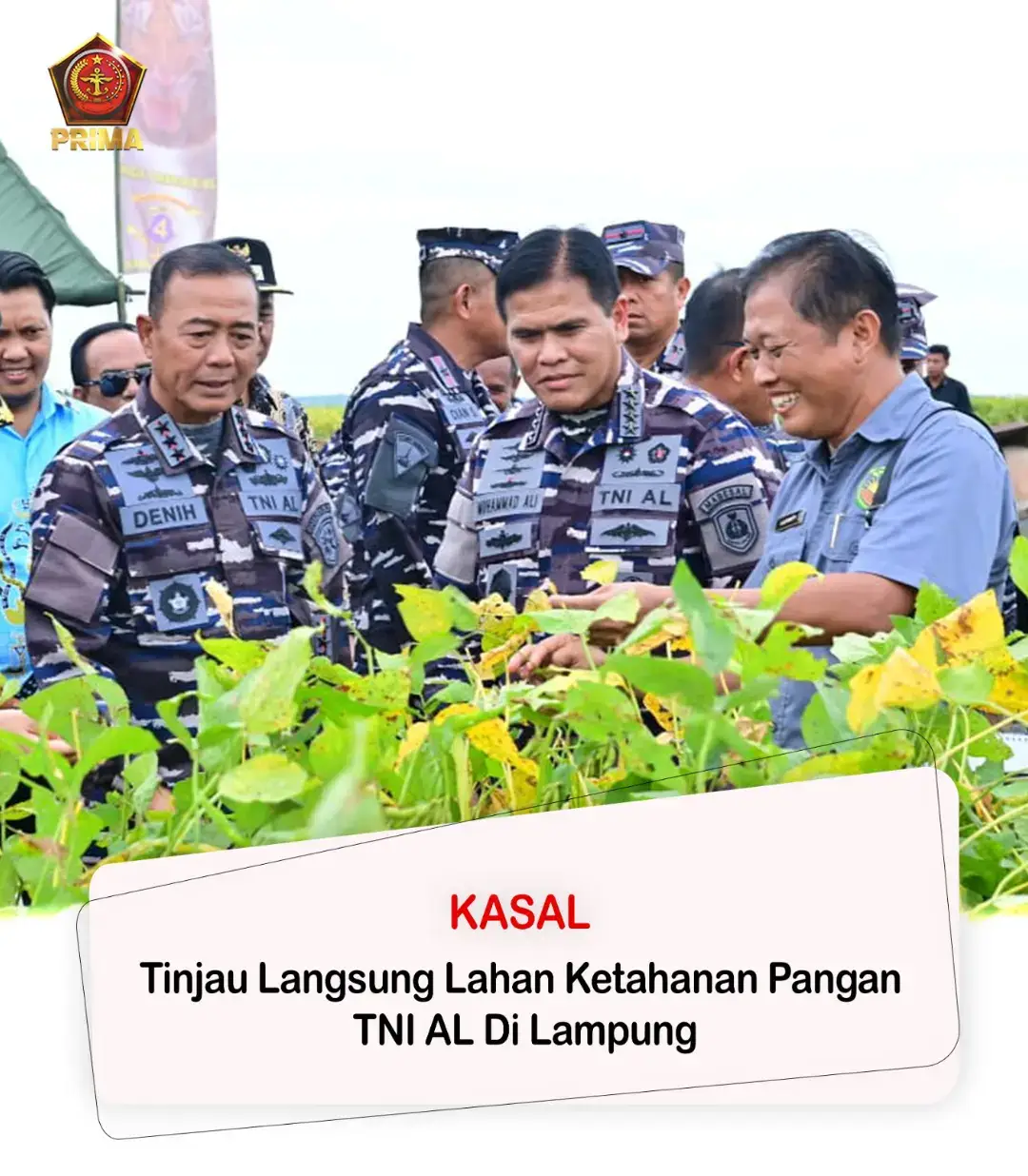 KASAL TINJAU LANGSUNG LAHAN KETAHANAN PANGAN TNI AL DI LAMPUNG Jakarta, 23 Oktober 2025 - - - Kepala Staf Angkatan Laut (Kasal) Laksamana TNI Dr. Muhammad Ali meninjau secara langsung medan kegiatan panen ketahanan pangan TNI AL di wilayah Lampung, Kamis (23/10). Dalam waktu dekat TNI AL akan melaksanakan panen ketahanan pangan di wilayah tersebut.  Kegiatan ini merupakan bagian dari program ketahanan pangan nasional yang dilaksanakan TNI Angkatan Laut untuk mendukung prioritas pemerintah dalam memperkuat kemandirian pangan nasional. Kasal menyaksikan kesiapan kegiatan dan meninjau langsung area lahan kedelai yang menjadi proyek percontohan ketahanan pangan TNI AL. Melalui kegiatan ini, TNI AL berupaya memperkuat ketahanan pangan di wilayah pesisir serta meningkatkan kesejahteraan masyarakat maritim melalui pengembangan lahan produktif di lingkungan satuan TNI AL. Dalam berbagai kesempatan, Kasal menyampaikan apresiasi kepada seluruh personel TNI AL dan pihak terkait atas kerja keras dan sinergi yang telah ditunjukkan dalam pelaksanaan program ketahanan pangan yang selaras dengan Asta Cita Presiden RI Bapak Prabowo Subianto. Ia menegaskan bahwa langkah konkret seperti ini merupakan bentuk nyata dukungan TNI AL terhadap kebijakan pemerintah dalam memperkuat sektor pangan nasional. Pada peninjauan ini, Kasal didampingi oleh Pangkoarmada RI Laksdya TNI Denih Hendrata, Asintel Kasal Laksda TNI Akmal, Asops Kasal Laksda TNI Yayan Sofiyan, Aster Kasal Laksda TNI Bram Rusman Namin, Dankodaeral III Jakarta Laksda TNI Uki Prasetia, Direktur Pusat Penelitian, Pengembangan dan Penerapan Bioteknologi (P4B) Prof. Ali Zum Mashar, para pejabat daerah, serta sejumlah pejabat tinggi TNI AL terkait lainnya.  #tniprima  #jalesvevajayamahe 