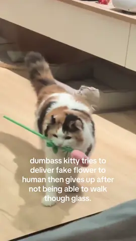 why cant kitty walk through glass what a loser #spirituality #kitten 