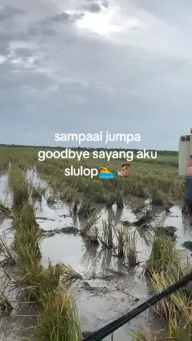 Dadi celengg😂😂 #fyp #bimo110plus #bimox20l #combineharvester 