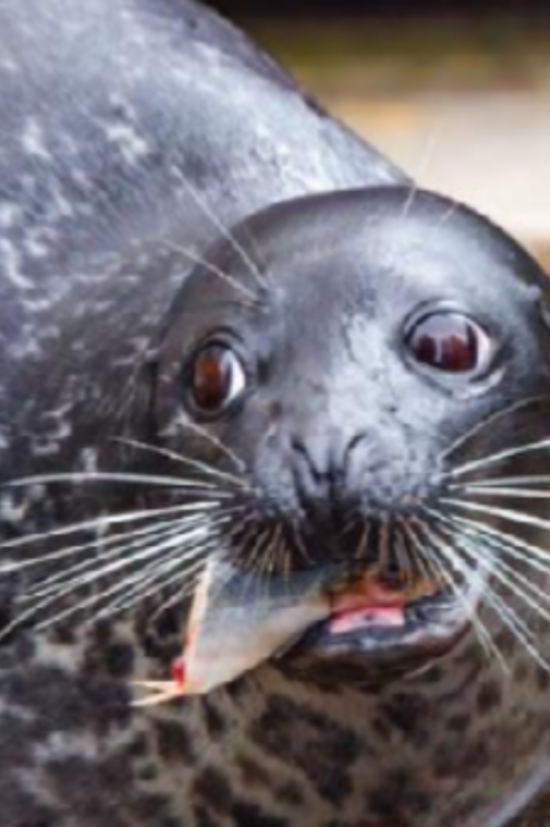 jigglebang 🫢 #fyp #seals #cute #sealife 