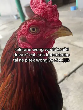 😭#fyp #fypage #berandatiktokk #napifarm #WahyuNF 