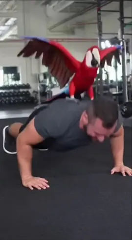 Mimzo The Parrot Coach – The Funniest Gym Motivation Ever 😂💪🦜 #Mimzo #FunnyParrot #GymCoach #WorkoutComedy #ViralMotivation