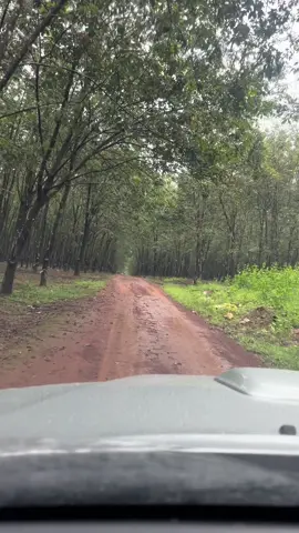 Đường Rừng Cao Su