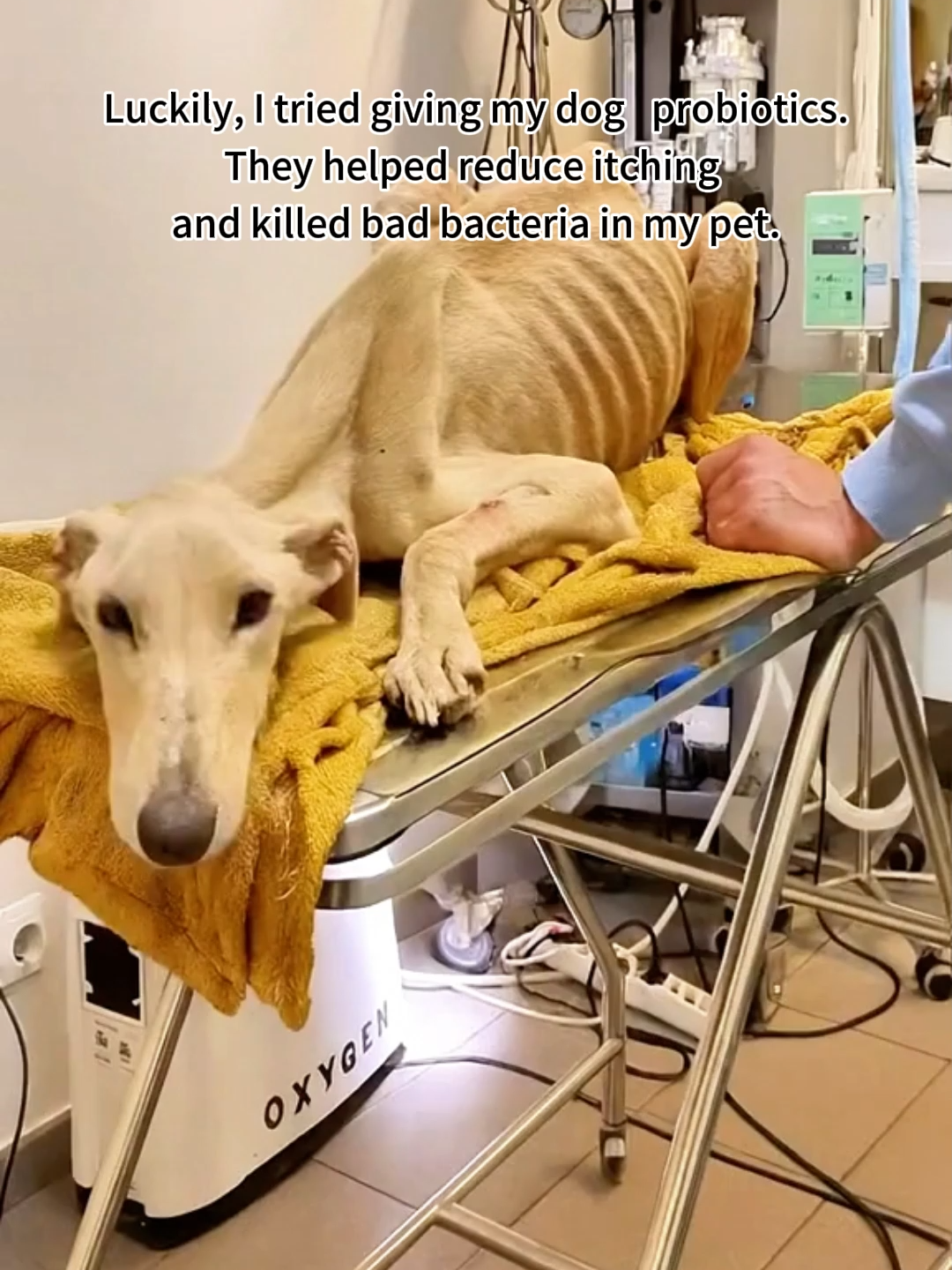 Solve your pet's digestive problems#cat #dog #probiotics#pet