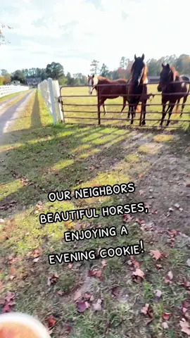 our neighbors have the most beautiful horses and when they see me on our farm, they come to the gate cause they know I always have cookies for them now I’d only give them a little teeny bit because I was told they need to watch what they eat so I am very mindful to only give them a small little bit but their faces and they come running towards me when they see me and I tell him I’ll be right there or give me a minute. I think this is my favorite park of living in the country is horses. I love horses. #horses #theboydfarm #barndominium 