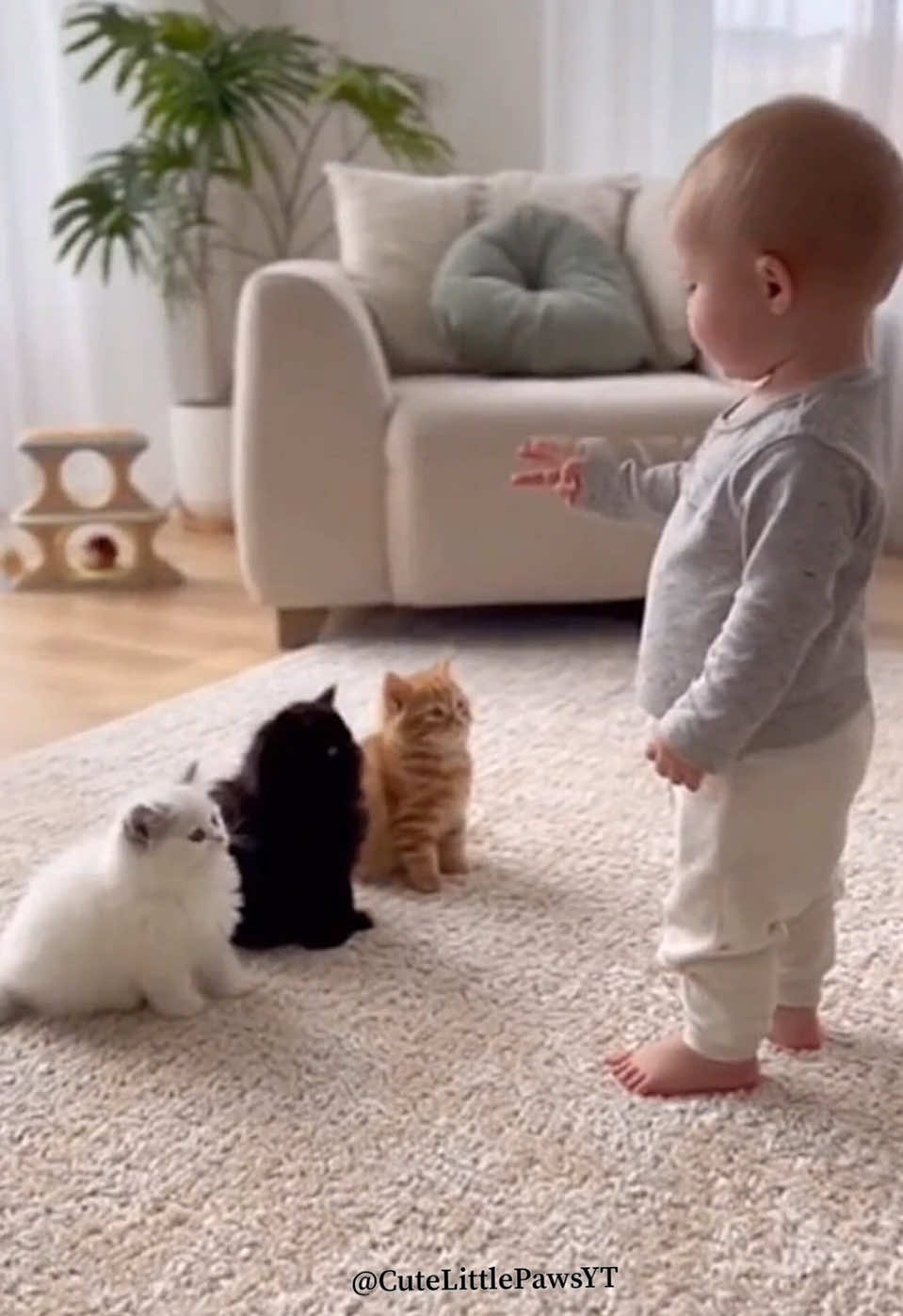 #kitten #cats #baby #fyppppppppppppppppppppppp #babyandcat 