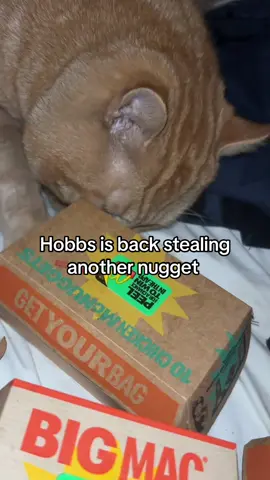 @McDonald’s Hobbs loves your nuggets #catsoftiktok #fyppppppppppppppppppppppp #viral #cute #orangecatbehavior 
