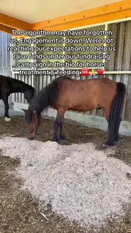 The algorithm may have forgotten us, Engagement is down, Were not reaching our expectations to help us raise funds under our fundraising campaign in the bio for horses treatment & feeding 🆘🙏💔#HorsePlus #HorseRescue #HorseShelter #fyppppppppppppppppppppppp #foryoupage #trend 