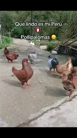 Pollipalomas #peru🇵🇪 #pinturaroja🇵🇪 #fyppppppppppppppppppppppp #fypシ゚ #perusalen 