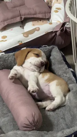 #บีเกิ้ล #บีเกิ้ลเป็นหมาตลก #beagle #สวนสัตว์tiktok #น้องข้าวเหนียว 💖