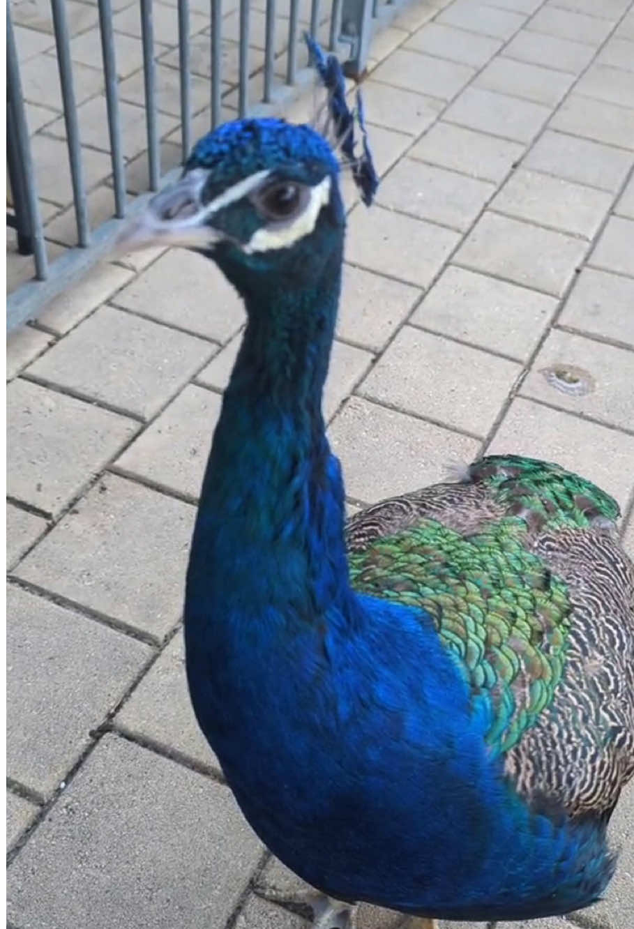 Cutest dramatic peacock ever 🥹🦚#funnypeacock #peacocksoftiktok #dramaticpeacock #funnyanimals #wildlife 