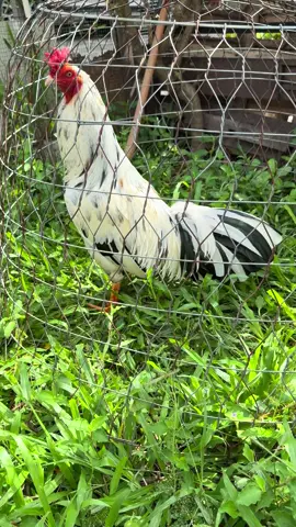 thể loại bắt bạc 