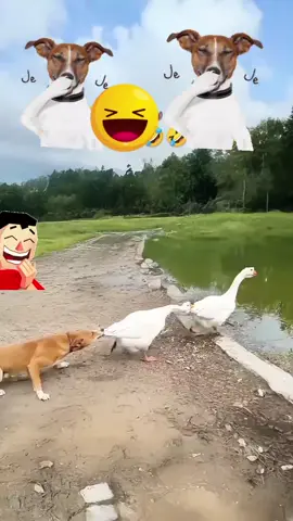 firulais contra los gansos, pelea de territorio. Si te gusta mi contenido y quieres ver mas videos de firulais. SIGUEME, COMENTA Y COMORTE, para que otros se diviertan. #videoviral #risas #humor 