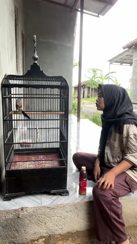 #CapCut isian lengkap full gacor kakak