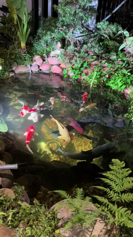 Trời có sập xuống thì cũng phải đỡ nó lên thôi 😁 #cakoi 