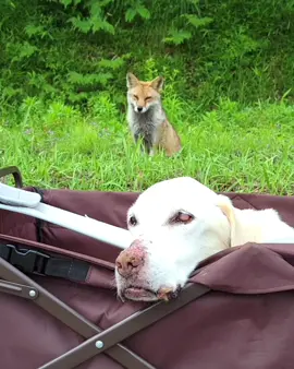 心 – Kokoro – (Heart)🦊🐶 The Bond of Hearts. 2019年に出会った野生のキツネ「コン」は、3年間、愛犬ラムと散歩を共にしました。 コンはラムに決して触れあわず、いつも一定の距離をとりながら、ただひたむきに寄り添っていました。 それは、心の寄り添いーー。 出会った頃のラムはまだ自分の足で歩けていましたが、すでに17歳。年月を重ねるにつれ歩くことが難しくなり、やがてカートでの散歩へ。 それでも、ラムと外に出ると、どこからともなく現れるコン。 そのまなざしは、まるでラムを心配するかのように、やさしく見守っていました。 僕の世界は、彼らによって大きく変えられました。 そして、たくさんのことを学びました。 🐶🌈2022.6.8 🦊🌈2024.2.28 いま「キツネフレンズ」に登場しているキツネたちは、 コンの子どもや孫たちです。 犬と狐の絆は、人と狐の絆へーー。 その想いは、いまも静かに生き続けています。 [English] In 2019, I met a wild fox named Kon. For three years, she walked alongside my beloved dog, Ram. Kon never touched Ram— she simply stayed close, keeping a gentle distance, and quietly walked by his side. It was a bond of hearts. When they first met, Ram could still walk on his own, though he was already seventeen years old. As the years passed, walking became difficult, and our daily walks turned into rides in a stroller. Yet every time we went outside, Kon would appear from somewhere, as if out of the wind. Her gaze seemed to watch over Ram with quiet concern. My world was deeply changed by them. Through them, I learned so much about love, kindness, and connection. 🐶🌈 June 8, 2022 🦊🌈 February 28, 2024 The foxes who now appear on this account, Kitsune Friends, are Kon’s children and grandchildren. The bond once shared between a dog and a fox has become a bond between humans and foxes— and that gentle connection still lives on today.