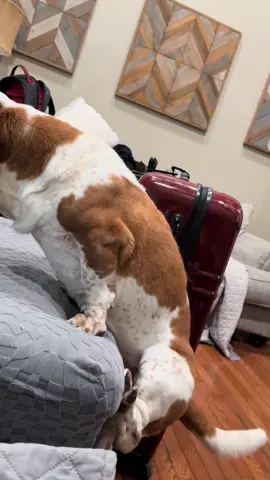 The athleticism is remarkable. #bassethound #basset #bassethoundsoftiktok #dog #fatdog 