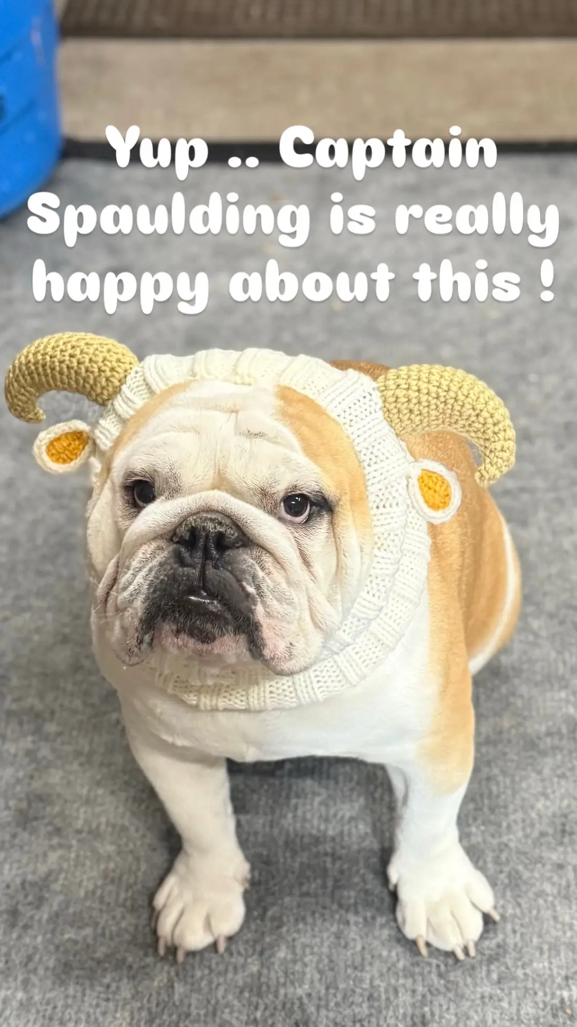 #screamerscostumes #halloween #spookyseason #bulldog #horrormovies 