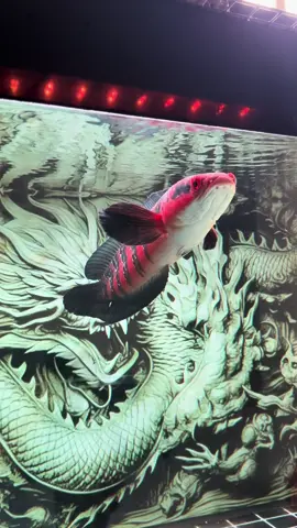 Hoa đào ae chủng bị tết tới đâu rồi , hoa e húc rớt vảy đầu rồi 😆 #tienchoica #phukiencacanh 