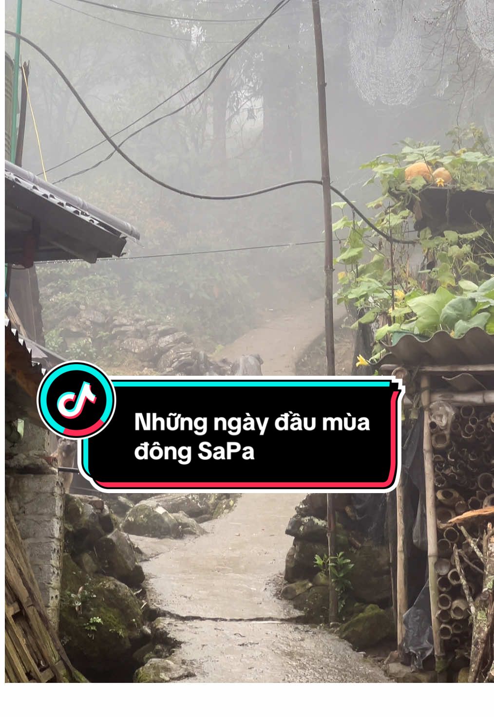 Sương giăng lối nhỏ, mưa khẽ rơi… đầu đông Sapa bình yên đến lạ, như khiến thời gian cũng chậm lại. 🤍 #sapavn❤️  #Quehuong  #travel  #dulichvungcao  #muadongbuon 