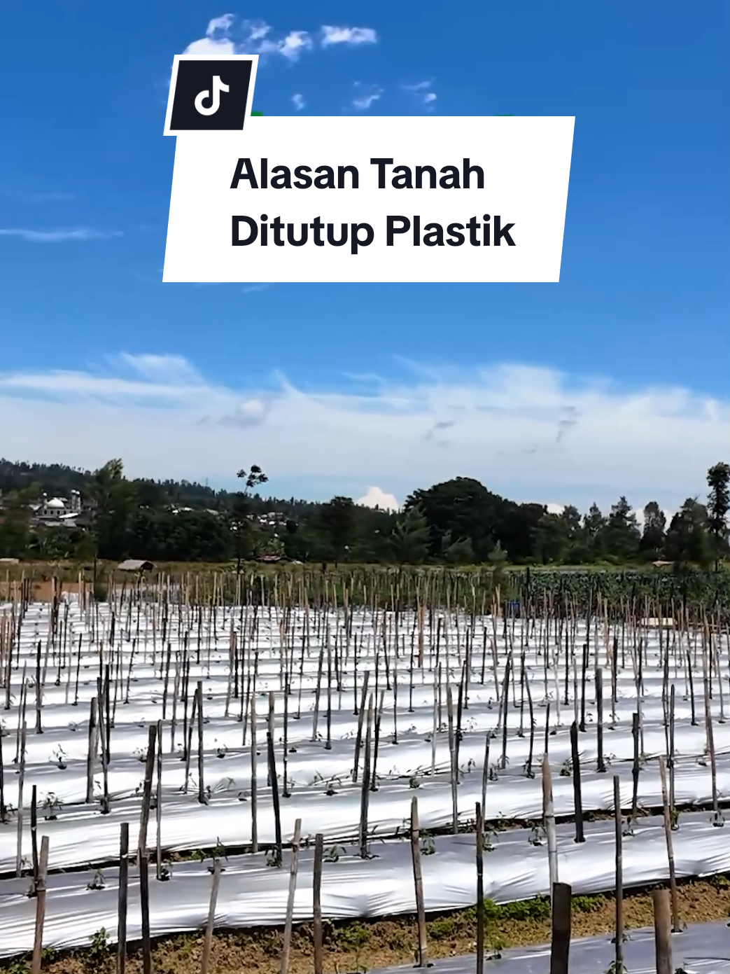 Ini nih alasan tanah ditutup pakai plastik mulsa 🌱 #bisatani #tanaman #tanah #mulsa 