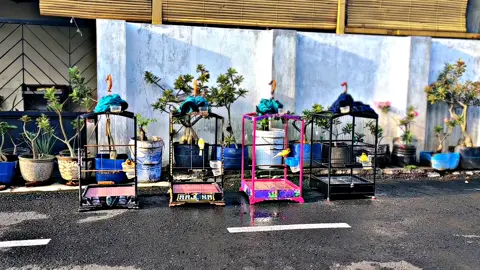 Pumpung panas jemur 🔥 . #kenarisemarangbersatu  #kenarisemarang  #kenarimaniaindonesia  #kenari  #fyp 