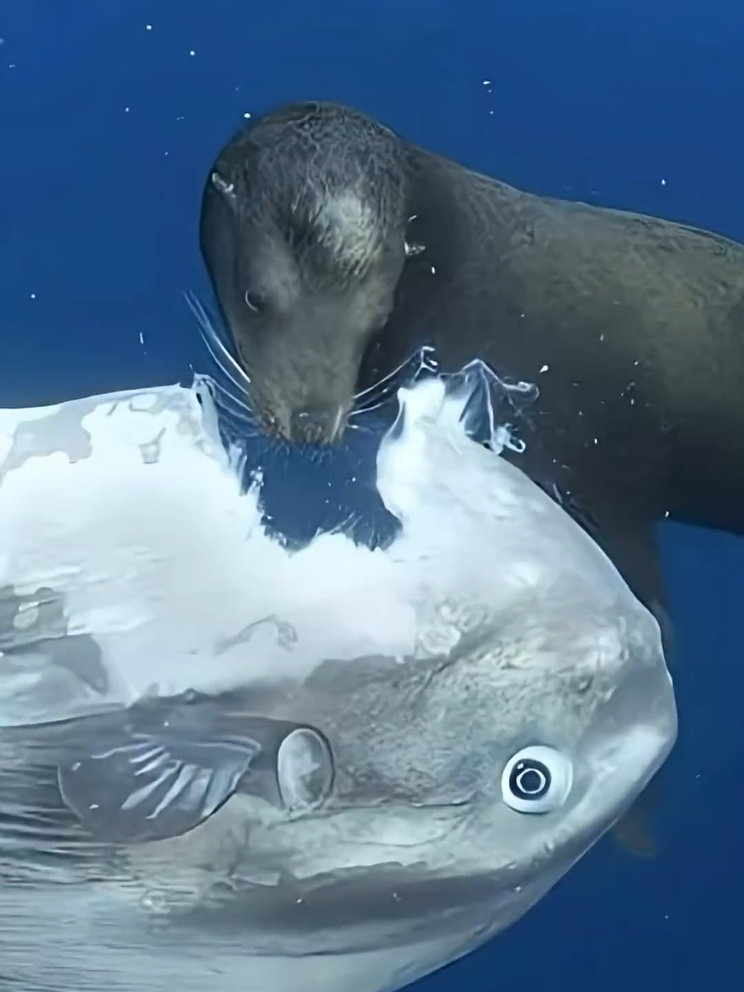 Sea Lion CHOMPS Sunfish Alive 😱