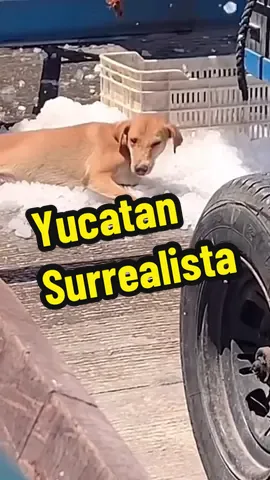 Videos tomados de redes con derechos de autor a quien corresponda. . . #yucatan #merida #yucatansurrealista