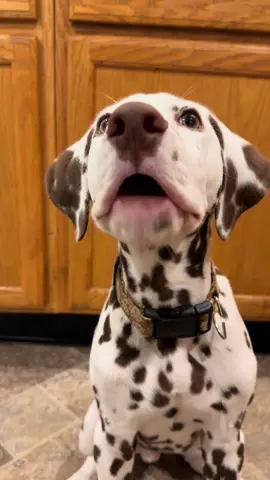 why he chew a cheezit like that #puppy #dalmatian #chomp 