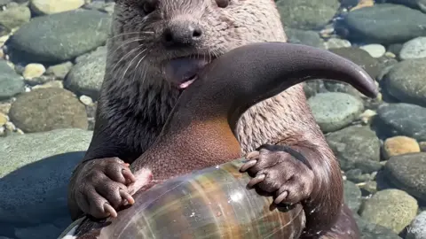 #ai #asmr #asmrsounds #asmrvideo #asmrtiktoks #aiasmr #satisfying 