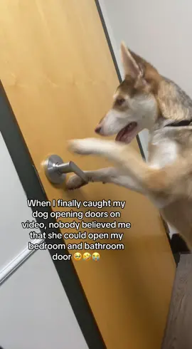 I had to get baby locks on my door 😭😭 #fyp #husky #belgianmalinois 